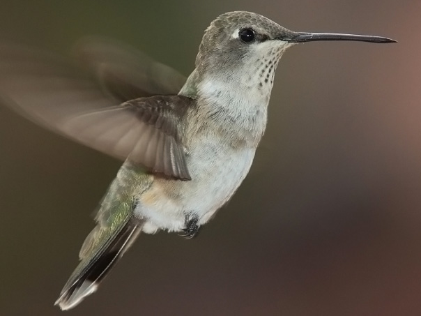 Google's Hummingbird update