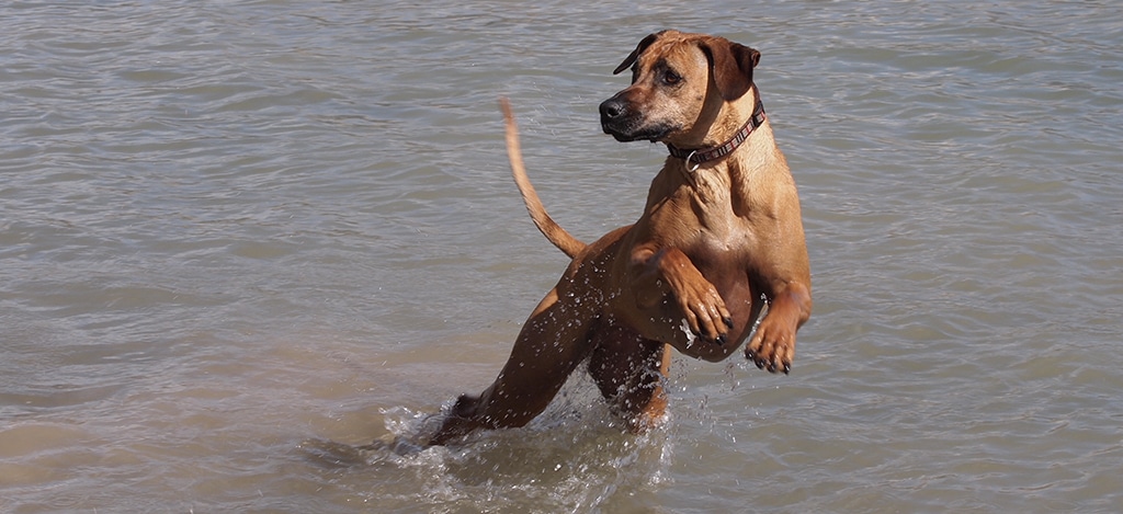 Rhodesian Ridgeback